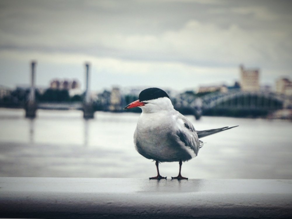 Photograph by Марина Хохрякова