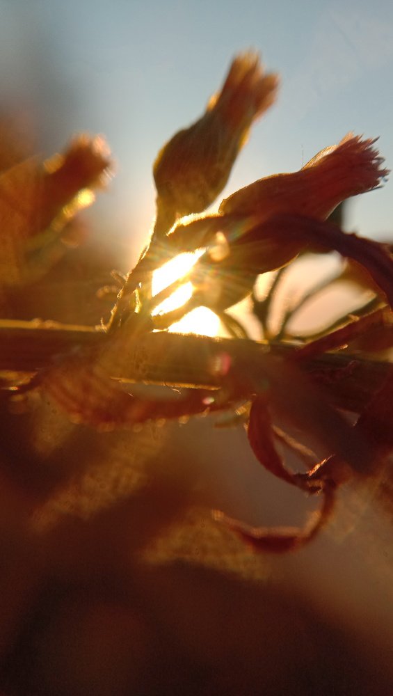 Причудливые силуэты