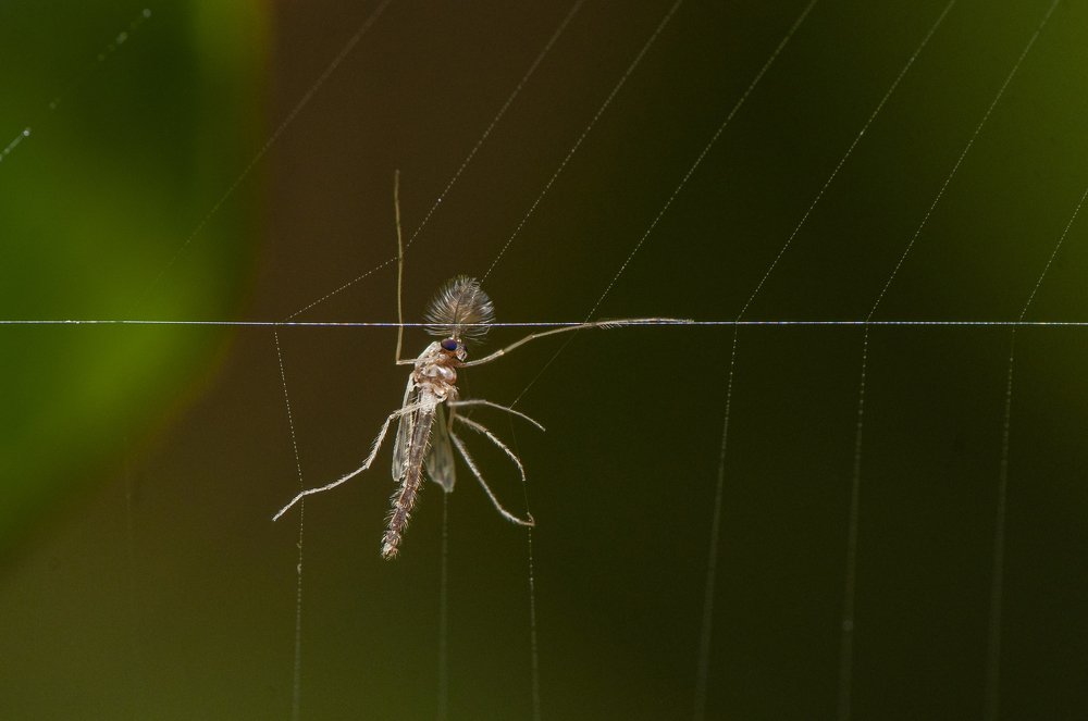 Photograph by Chamara Sulakkhana Polwatta Siriyalage
