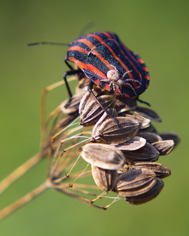 Довези до укропа!
