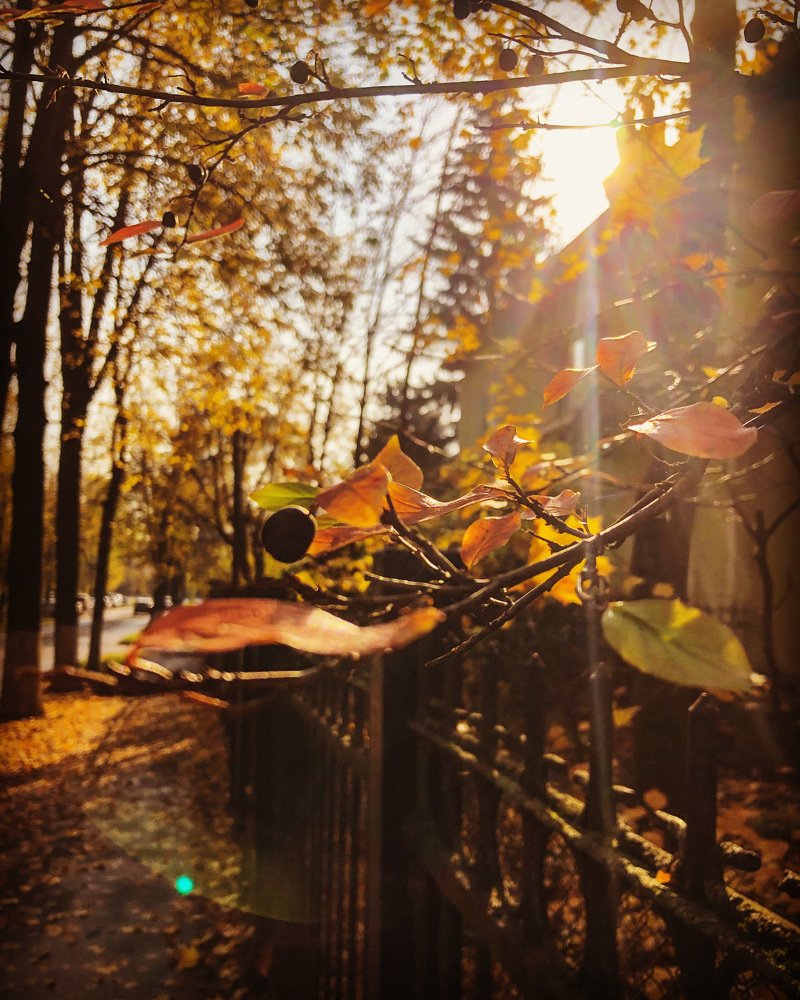 Луч солнца золотого