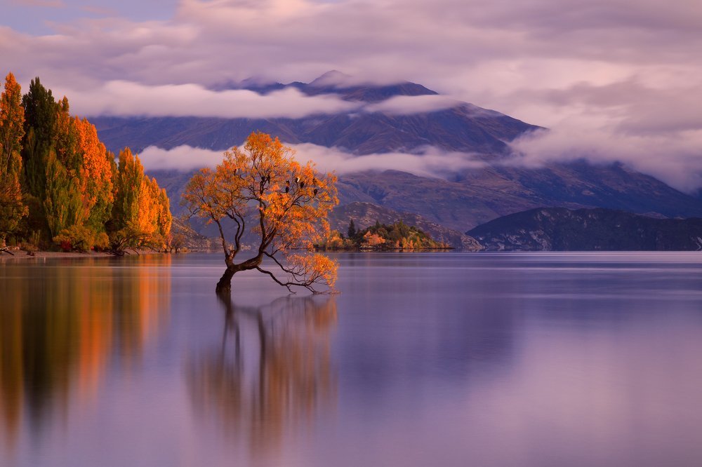 Wanaka Tree