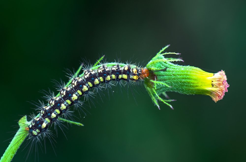 Photograph by Chuah Christopher