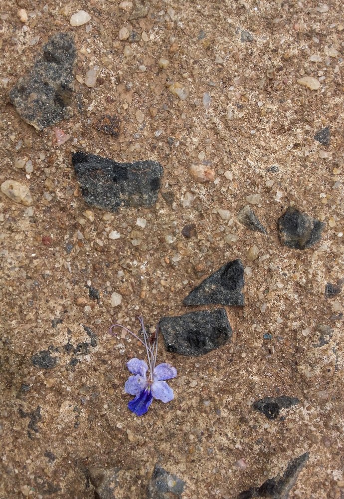 Photograph by Chamara Sulakkhana Polwatta Siriyalage