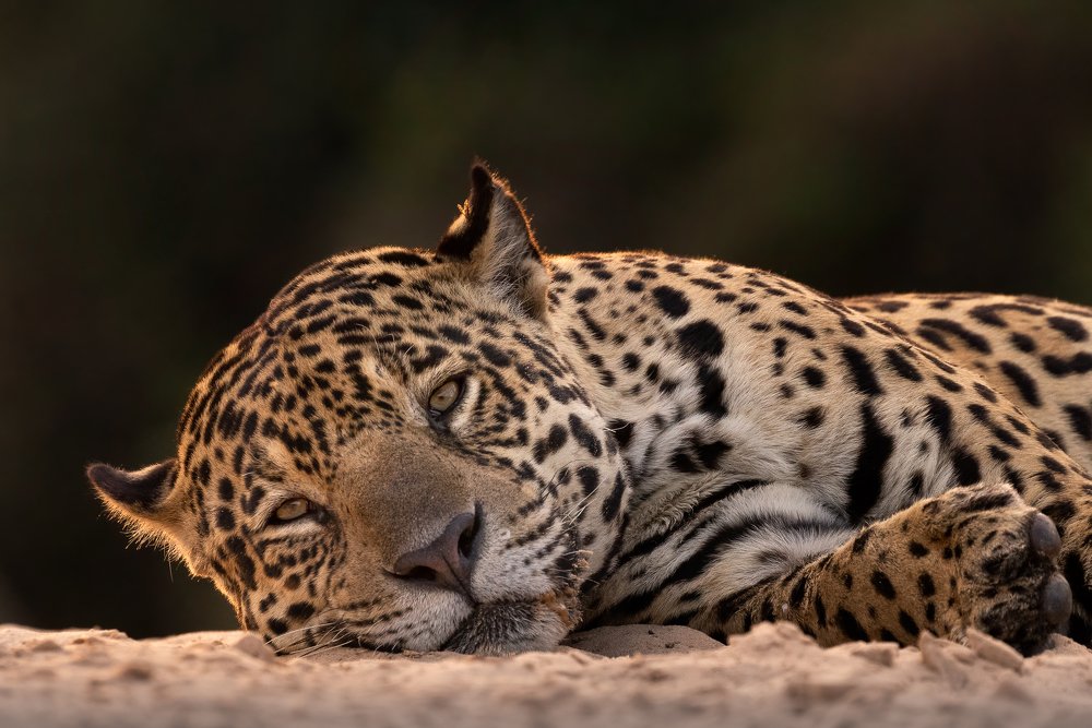 Jaguar