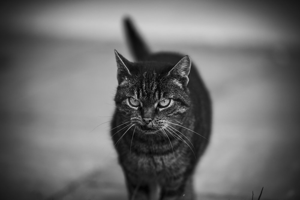 Фотография автора Tomas Kozel