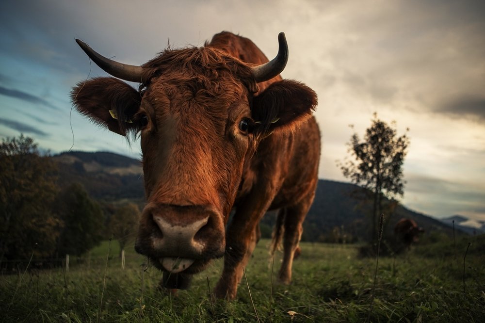 Фотография автора Tomas Kozel