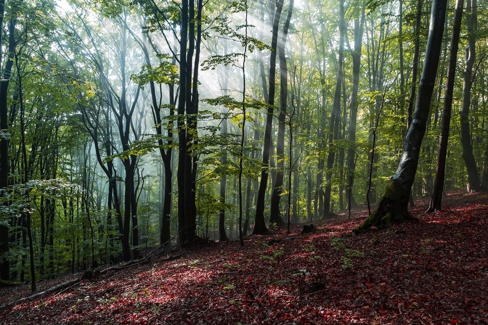 Фотография автора Tomas Kozel