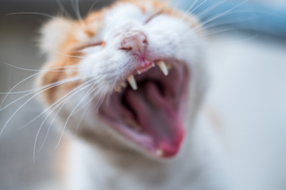 Photograph by Vasilis Christou