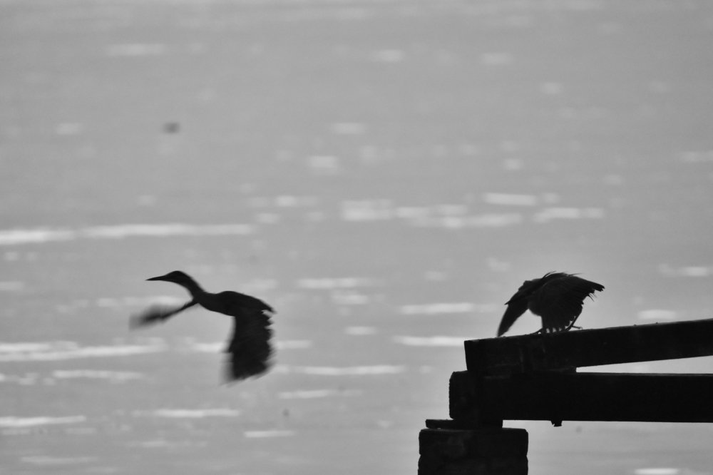 Photograph by Nicholas Ng