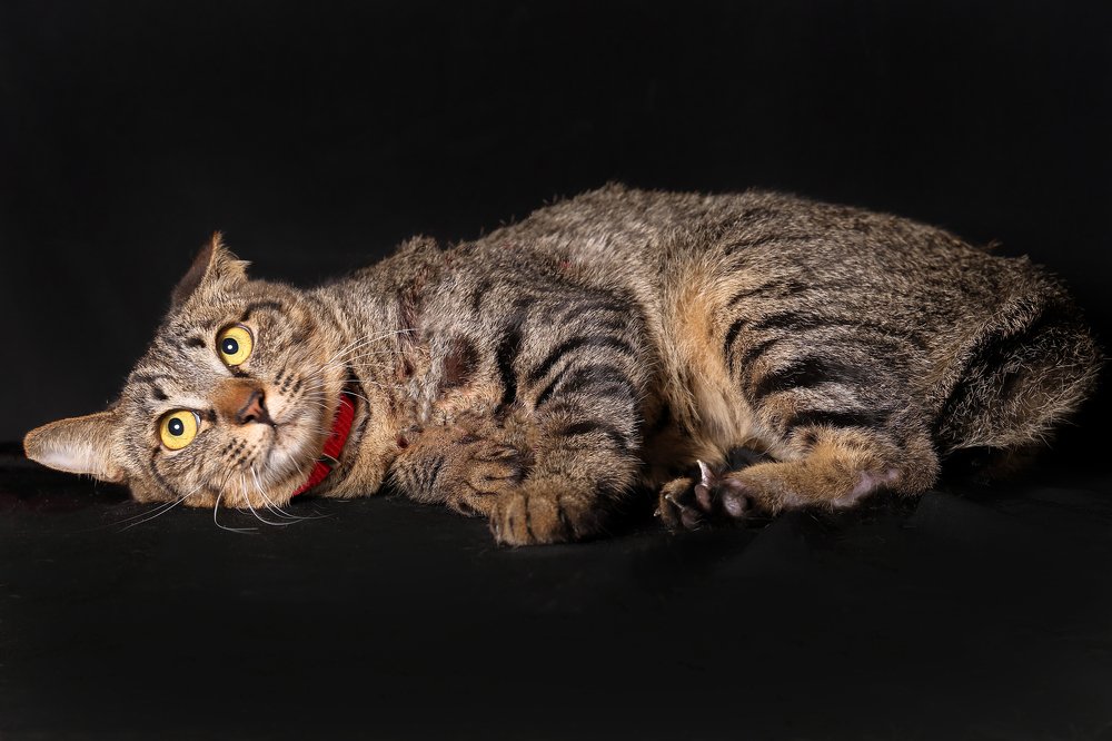 Photograph by Mohd Oqba Bin Abdul Malek