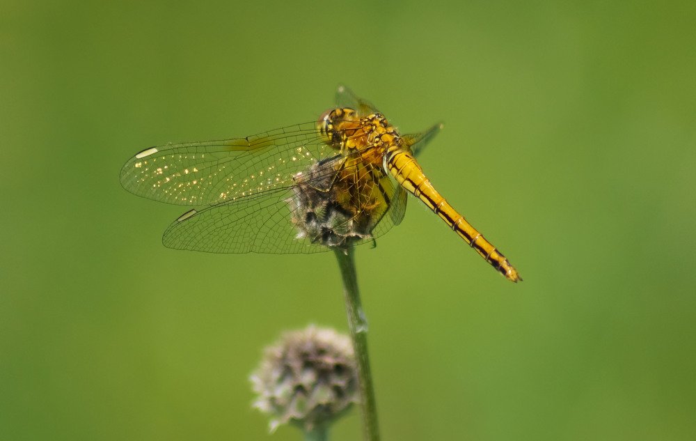 Photograph by Slesareva Nina