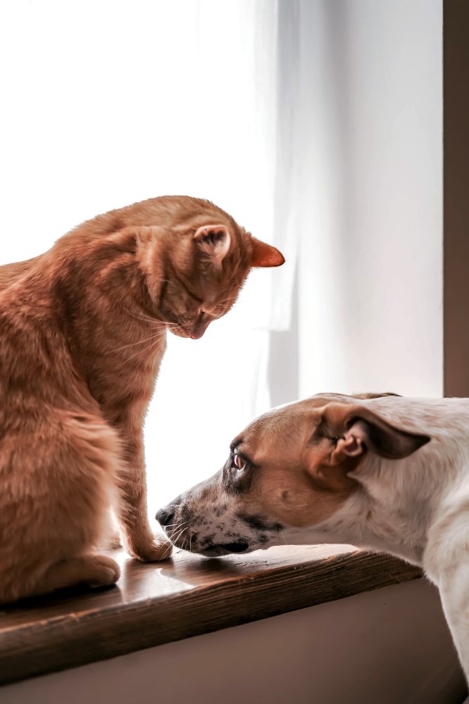 Photograph by Анна Чалая