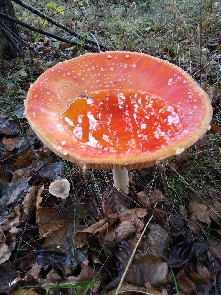 Photograph by Вячеслав Нарожный