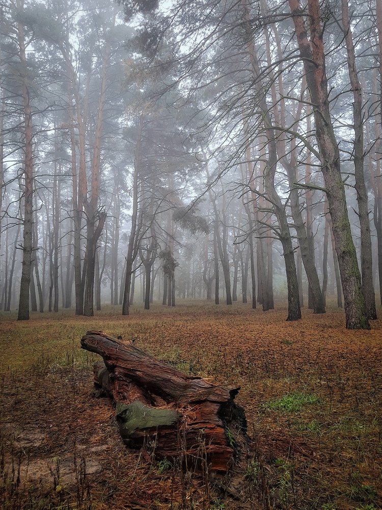 Photograph by Сергей Колос