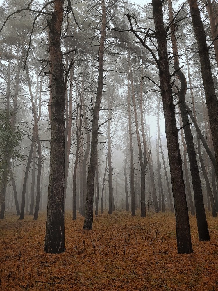 Photograph by Сергей Колос