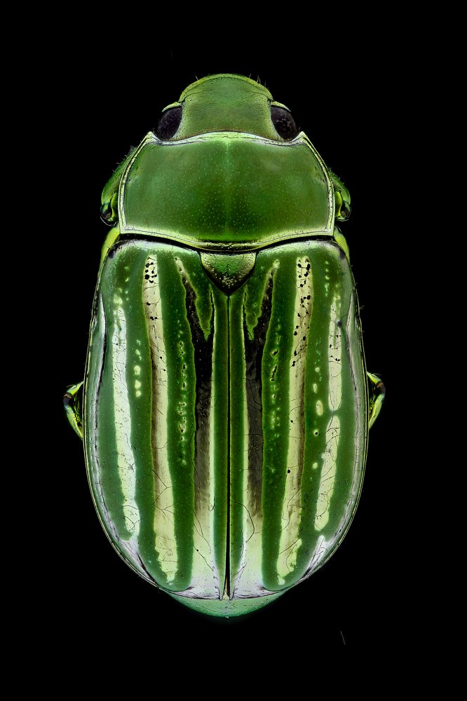 Jewel Beetle, Chrysina gloriosa