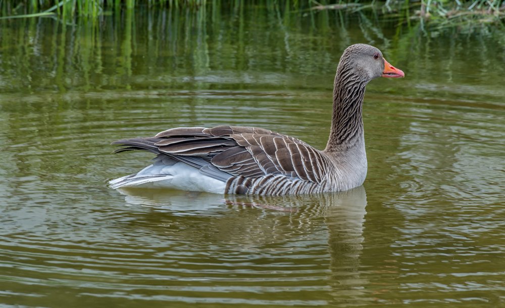 Фотография автора Илья Большаков