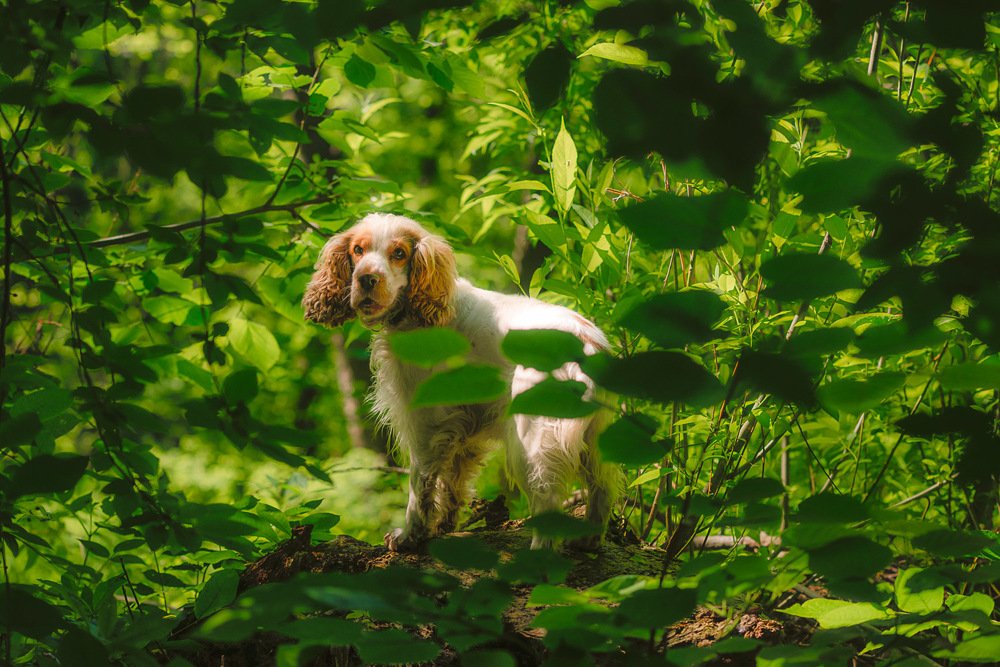 Хышник / Prredatorrr