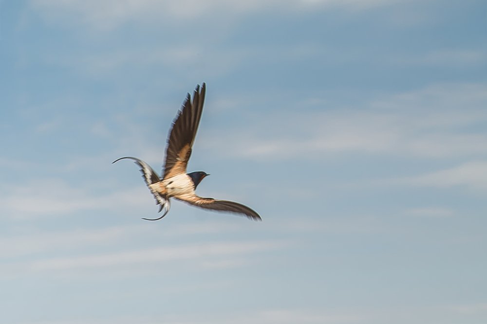Почти Монтана)