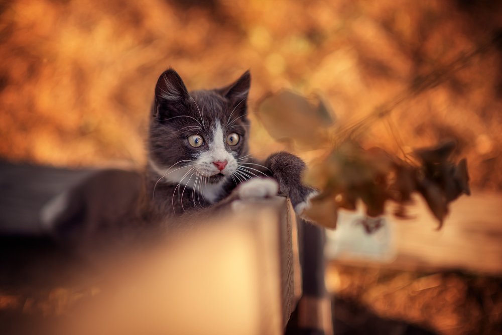 Фотография автора Елена Баклач