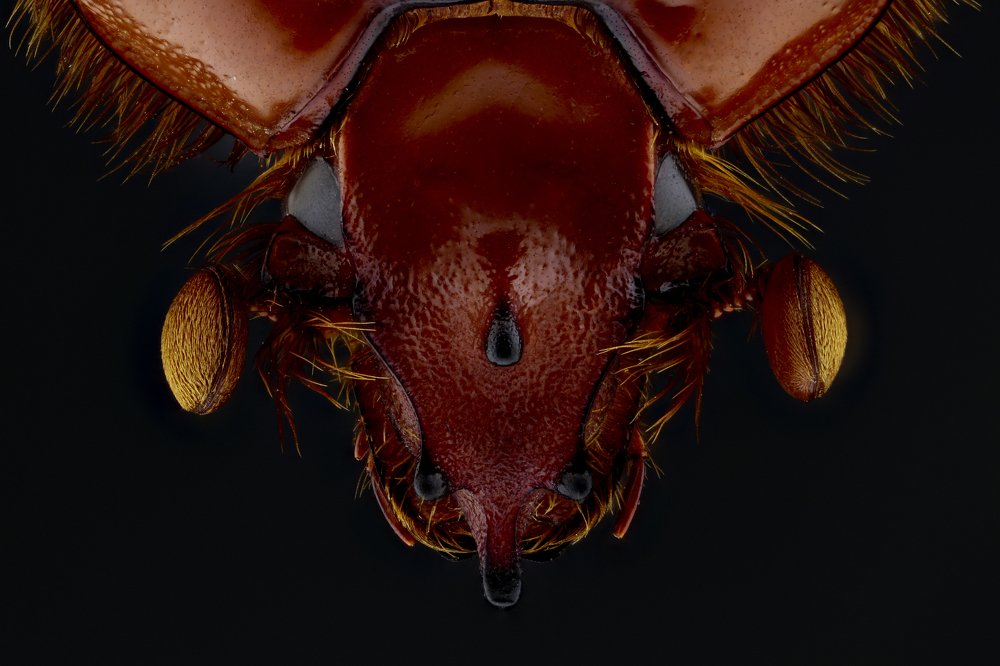 Scarab beetle, Geotrupidae