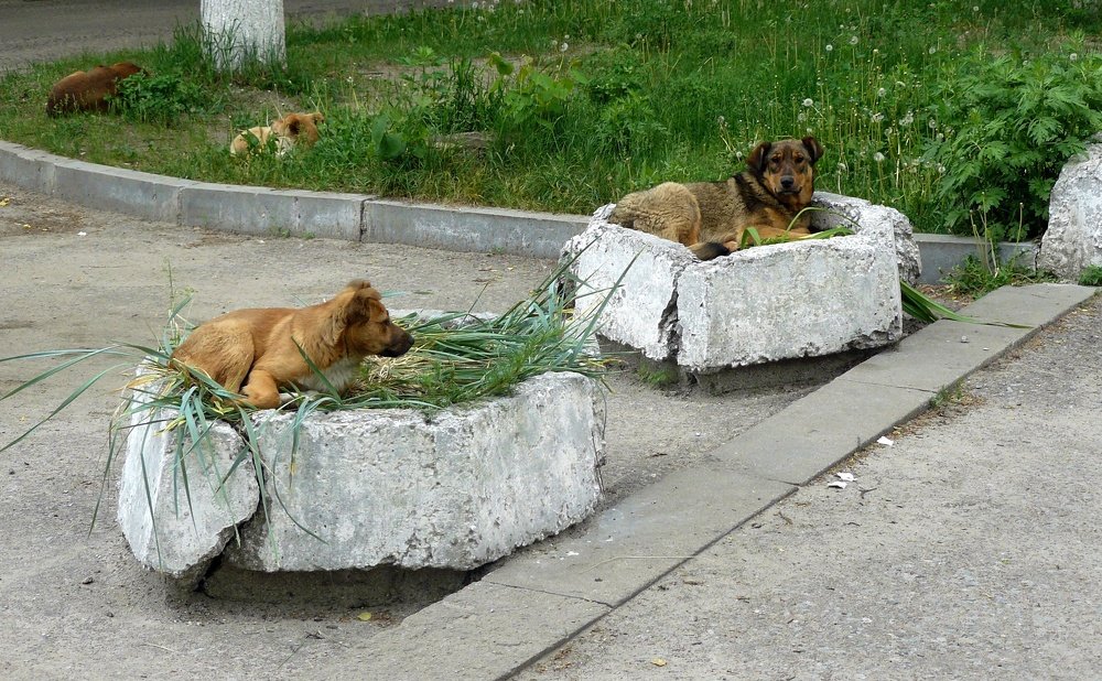 Photograph by леонид натапов