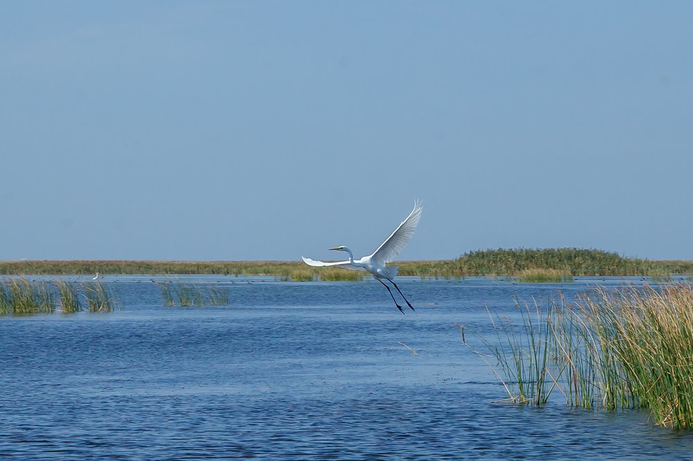 Грациозный взлёт