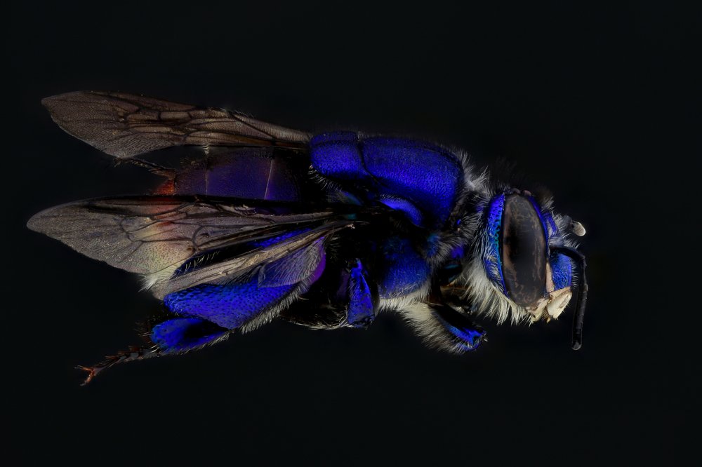 Euglossa sp. Orchid Bee
