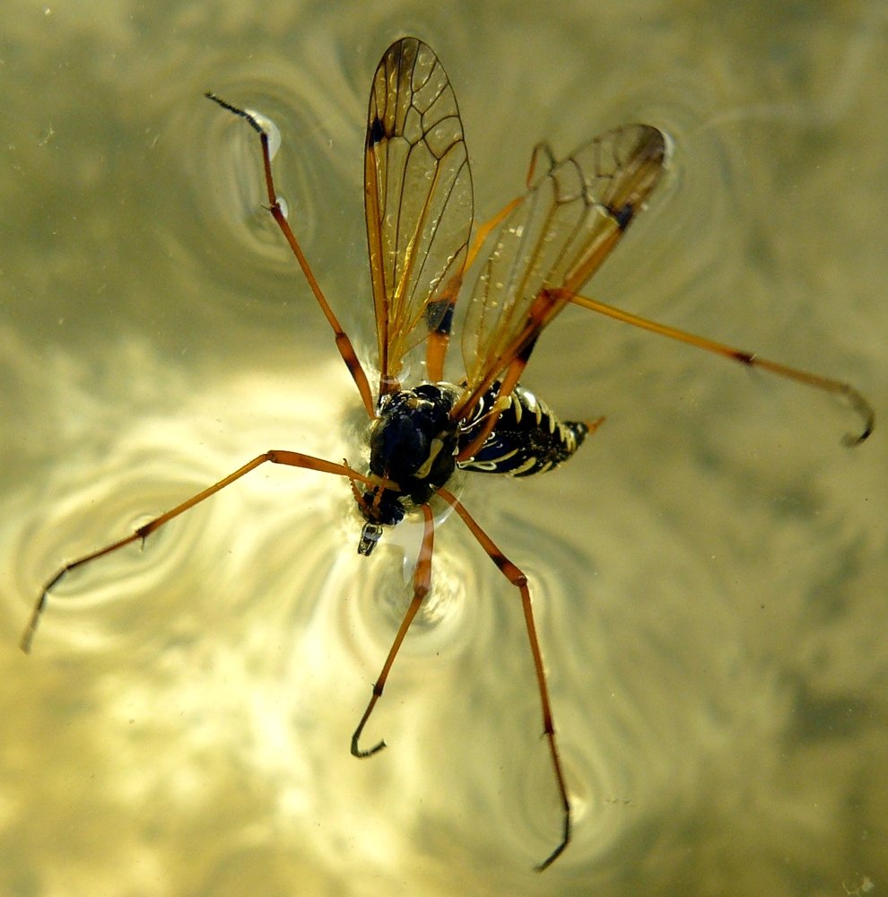 Photograph by леонид натапов