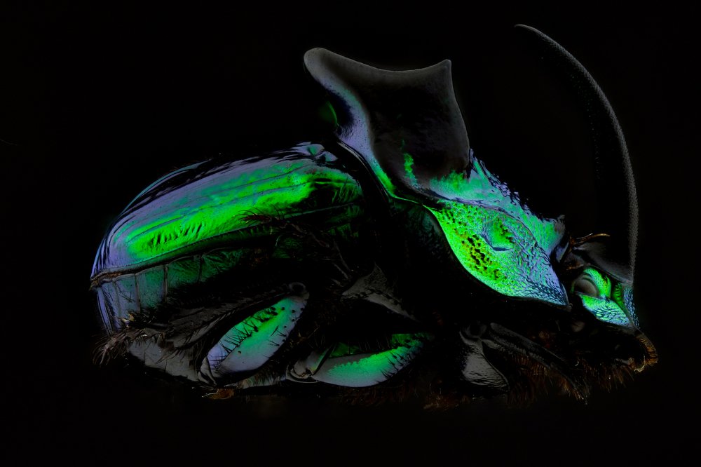 Phanaeus demon (Demon Dung Beetle)