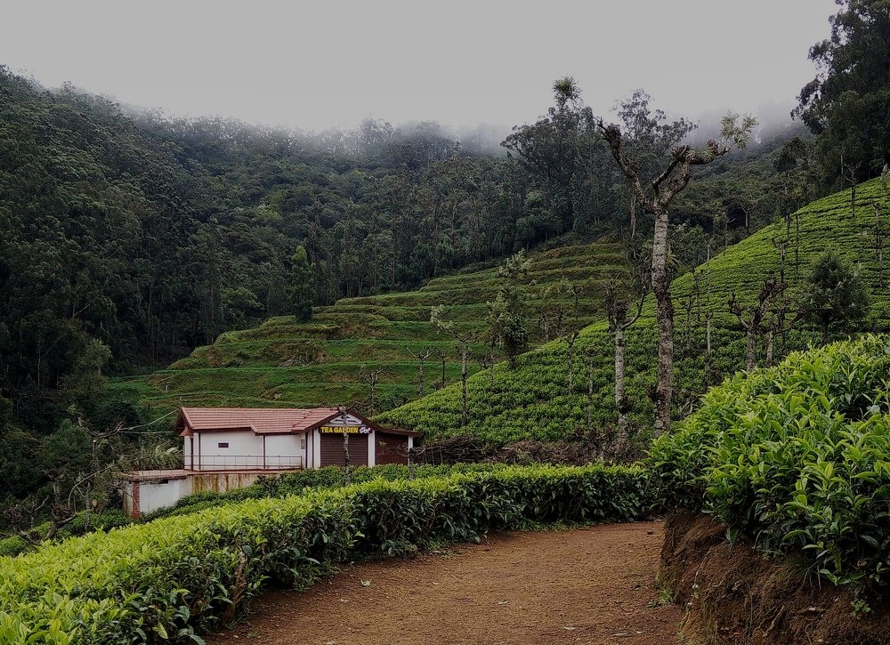 Tea Garden