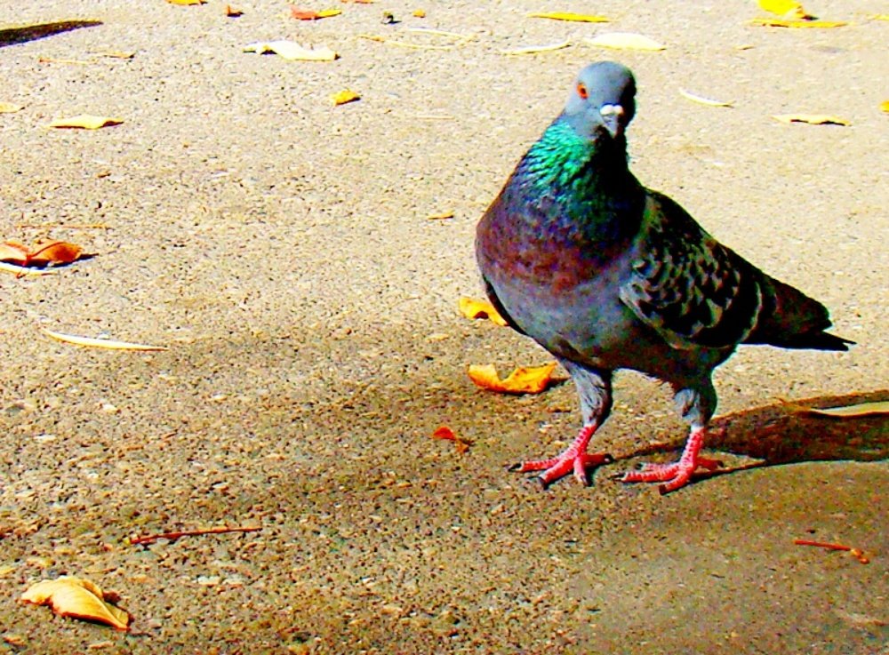 Photograph by Евгений Бригиневич - Снежин