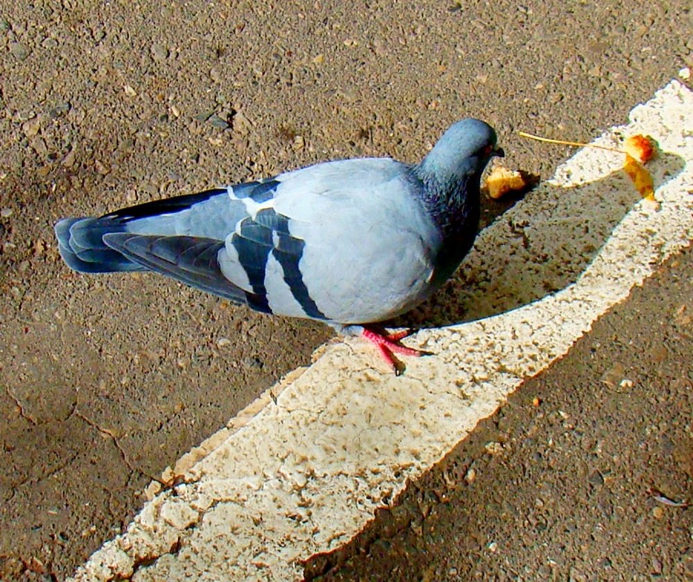 Photograph by Евгений Бригиневич - Снежин