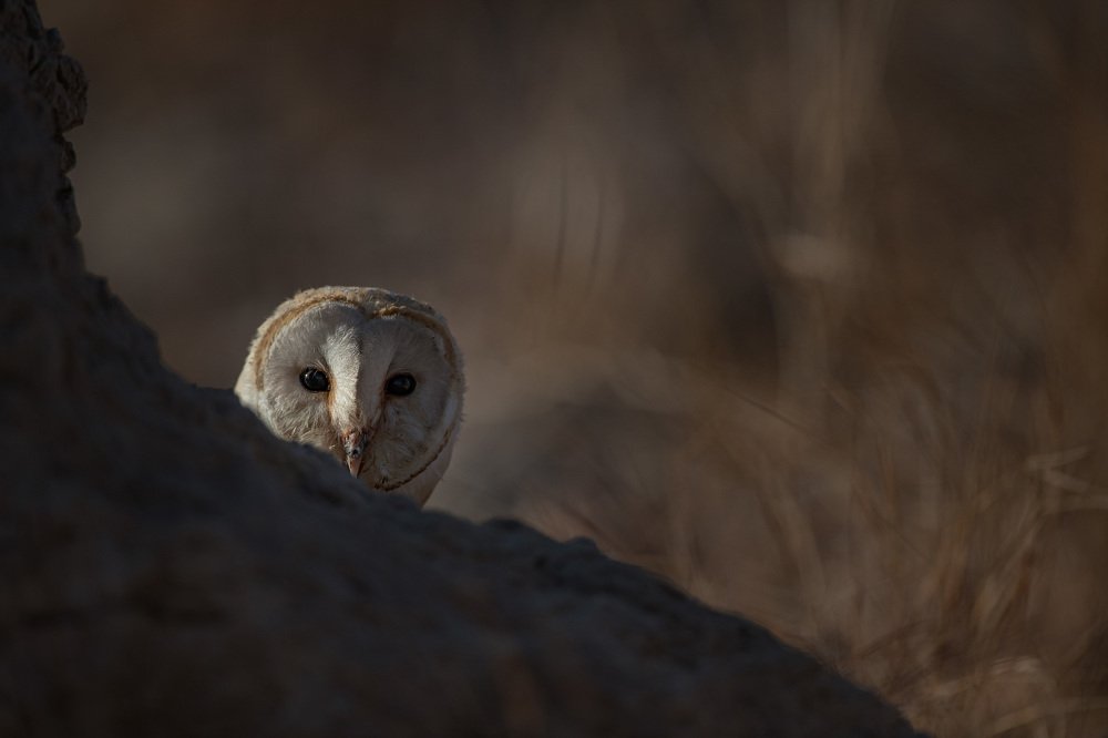 Photograph by Nagarajan P