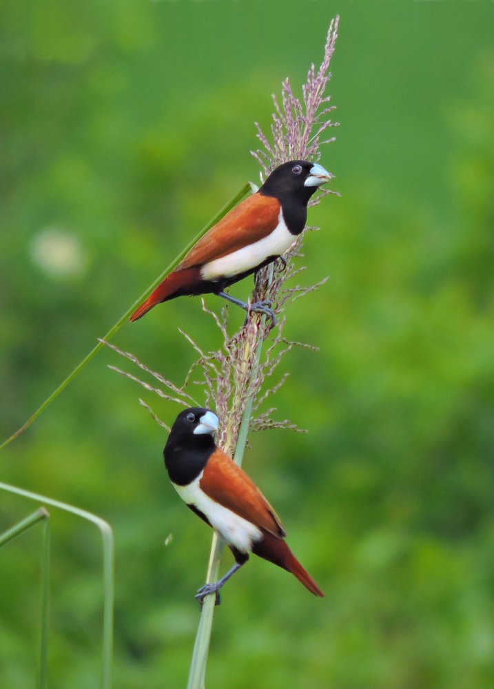 A Pair of Tricolour Munia...
