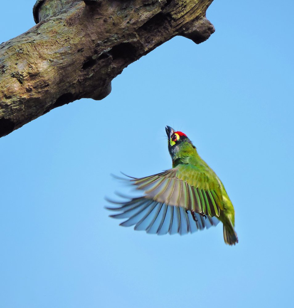Hovering of Coppersmith Barbet...