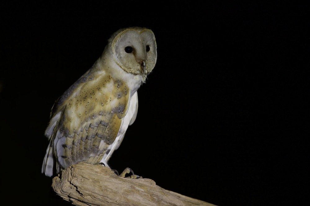 Photograph by Nagarajan P