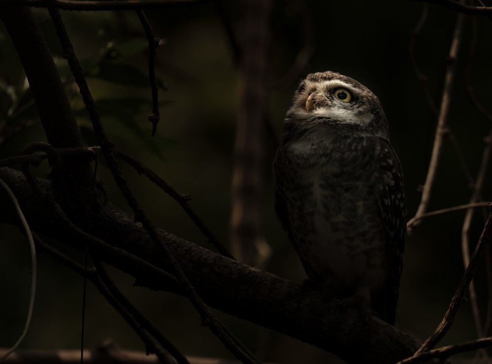 Photograph by Nagarajan P