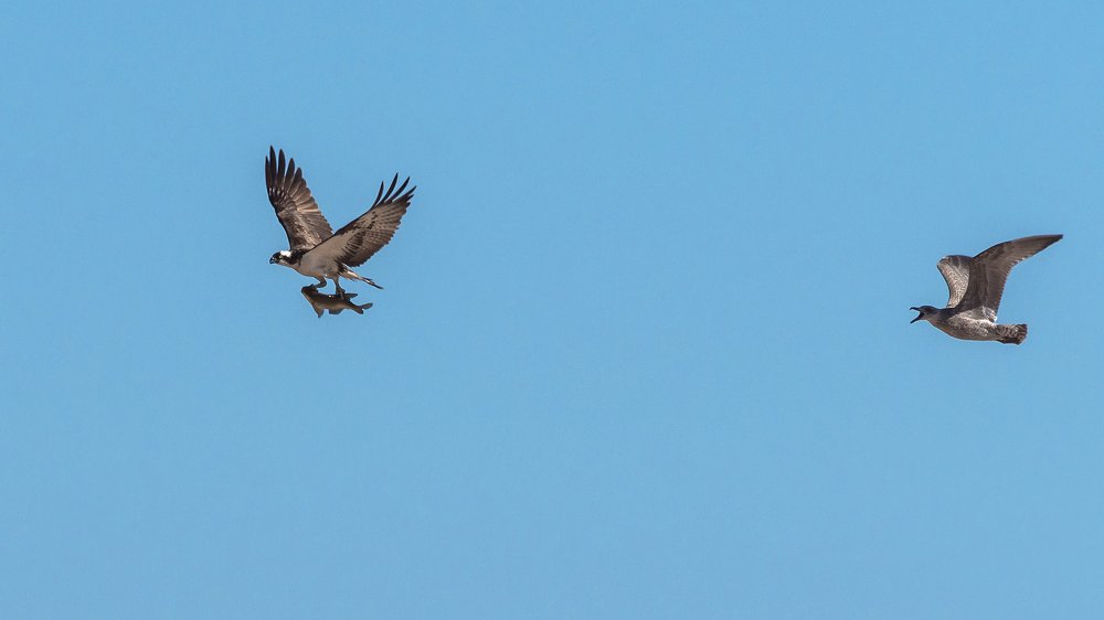Скопа с "экскурсоводом", показывают лещу живописные пейзажи Финского залива.