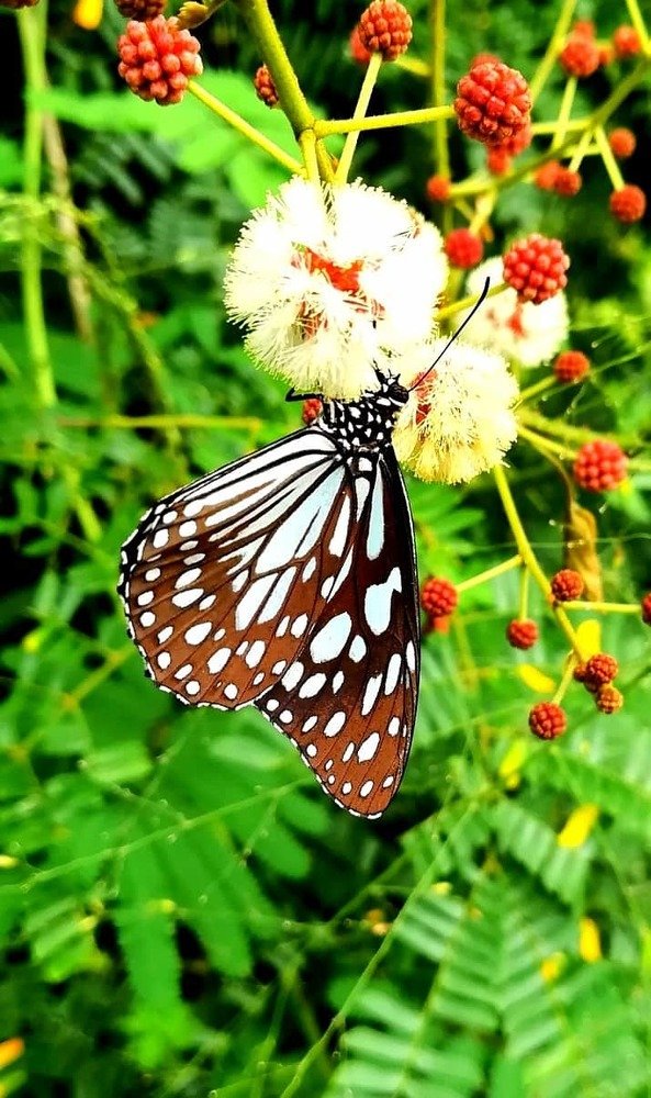 Photograph by Ravishan Hikkaduwa Liyanage