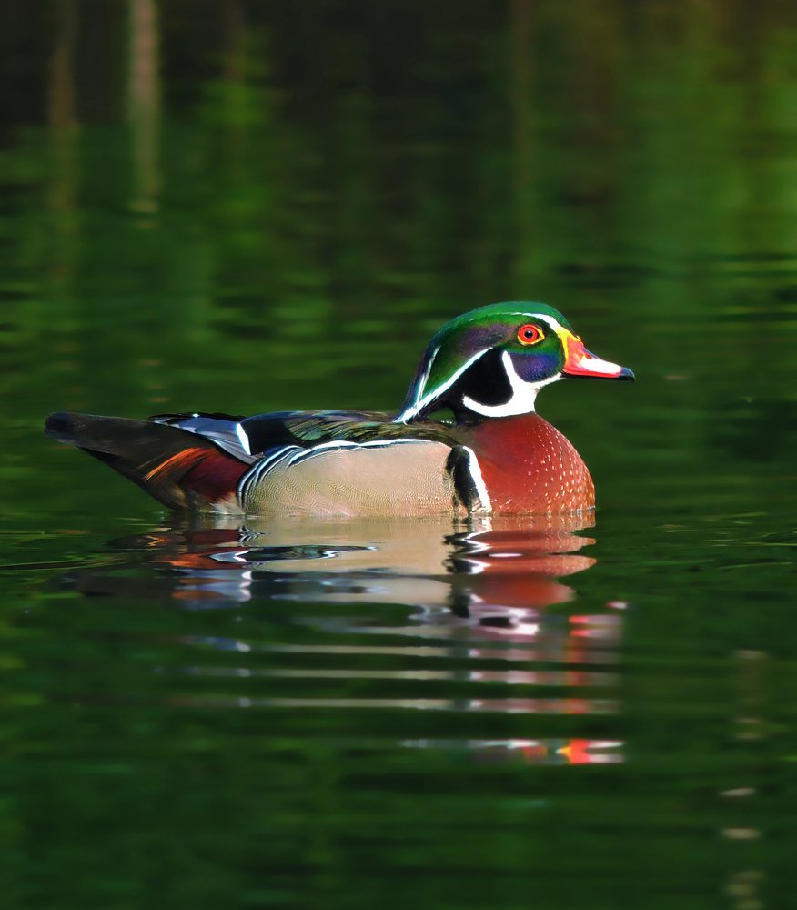 The Floating beauty: North American Wood Duck
