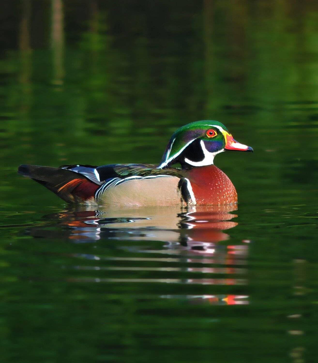The Floating beauty: North American Wood Duck