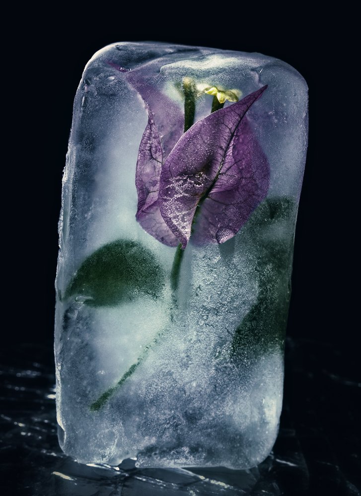 холодные объятия  cold embrace