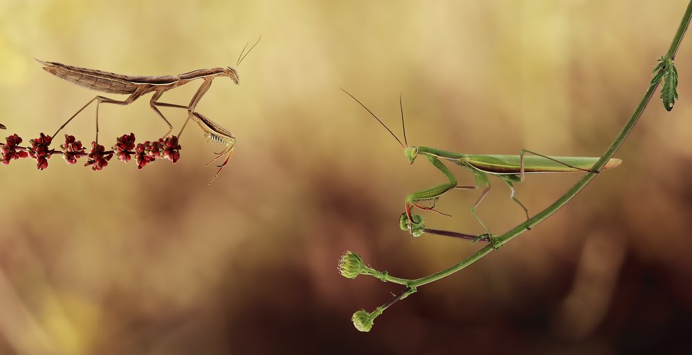 Insects from other planets