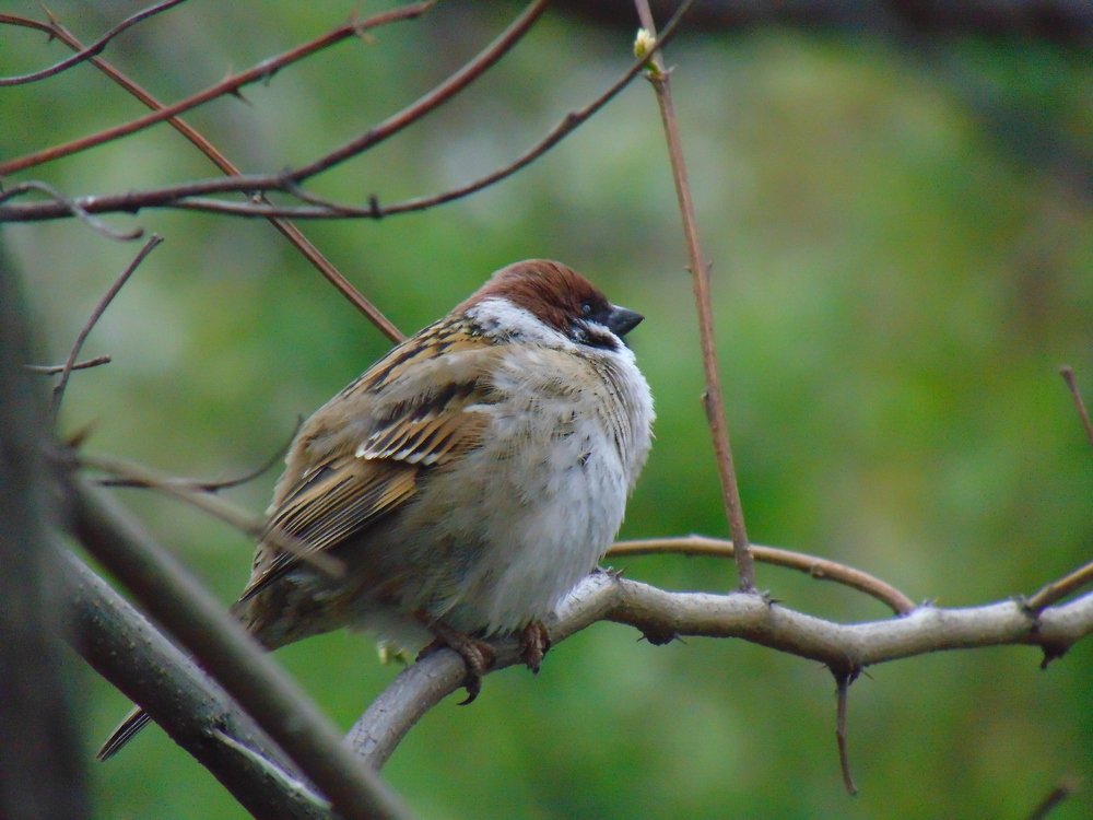 Photograph by Ольга Шевцова