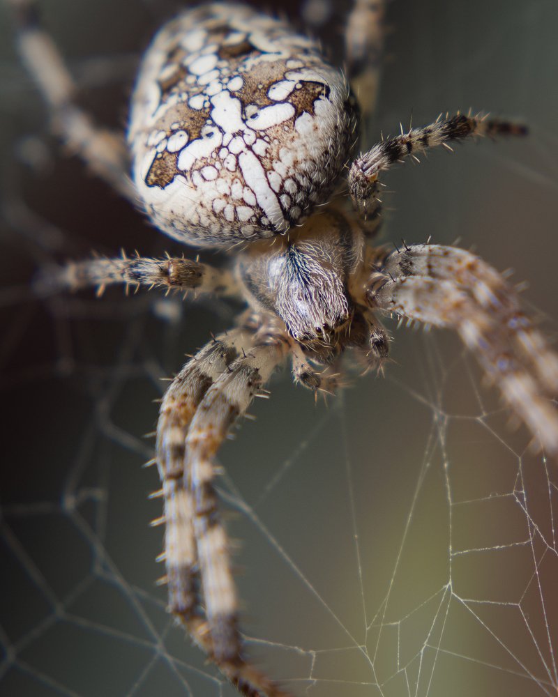 Крестоносец