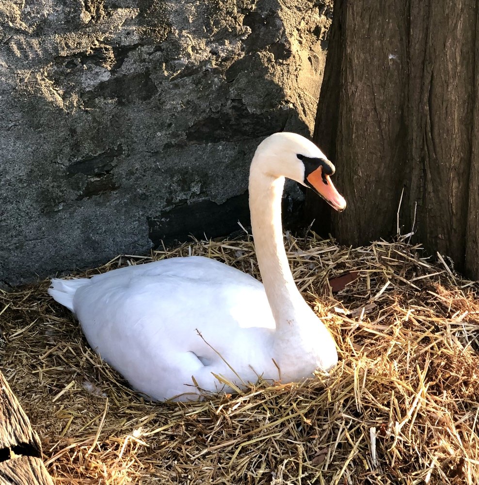 Гнездо лебедя