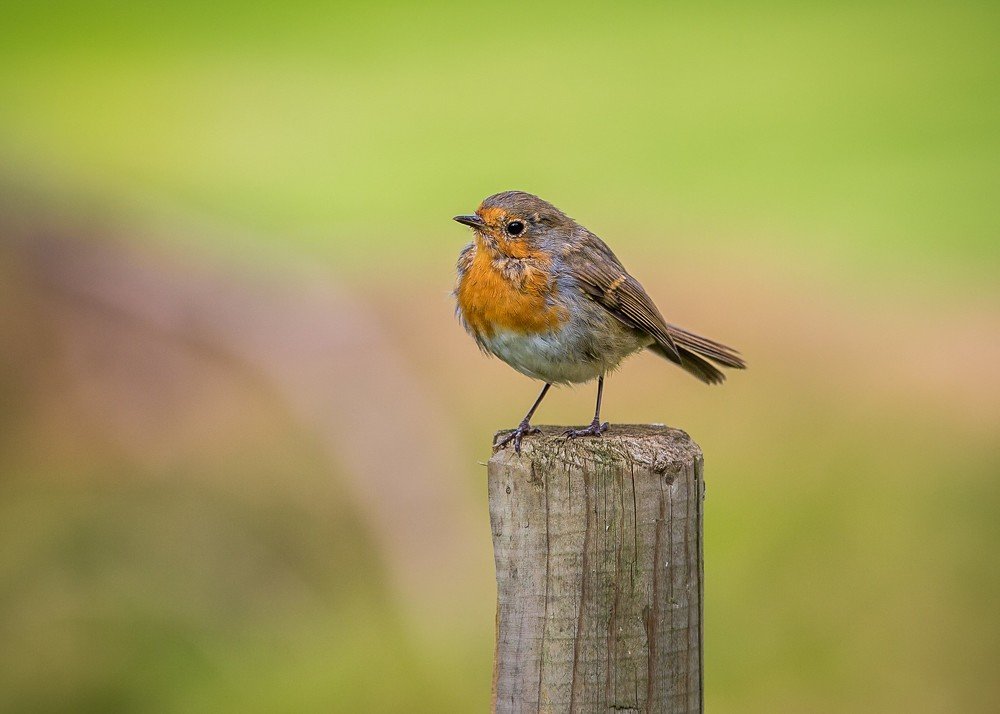 Photograph by Anatoly Chomko