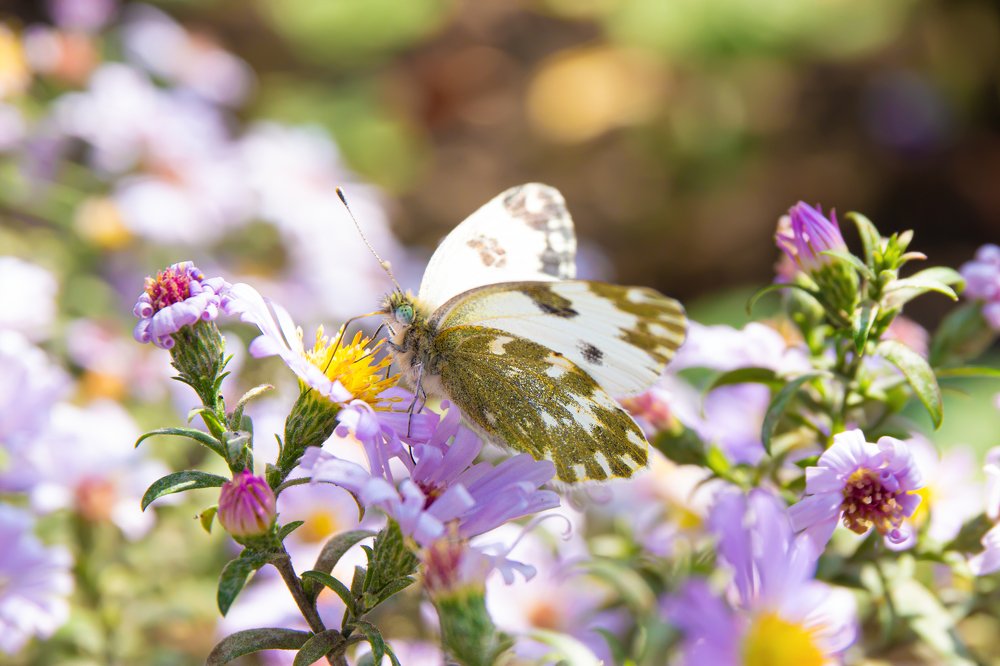 Photograph by Юрий Карпенко